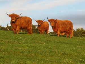 Three West Highland Cattle
