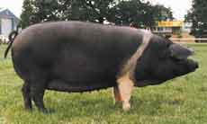 Wessex Saddleback pig